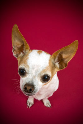 Types d'objectifs à considérer pour la photographie de chien