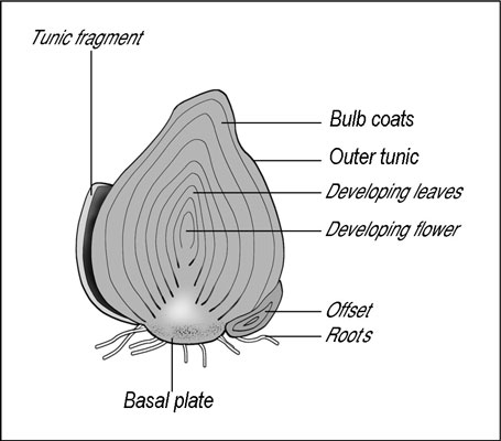 Jardinage : que sont les bulbes, les bulbes, les tubercules et les rhizomes ?
