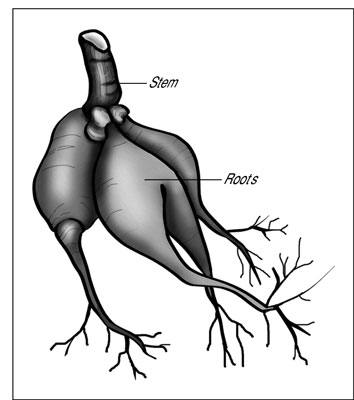 Jardinage : que sont les bulbes, les bulbes, les tubercules et les rhizomes ?