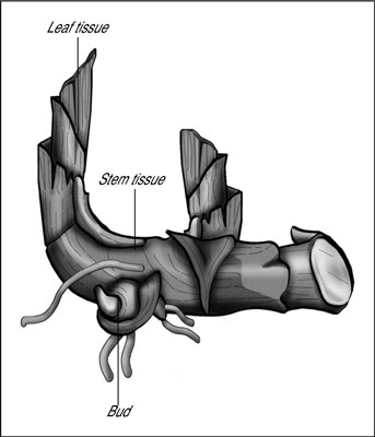 Jardinage : que sont les bulbes, les bulbes, les tubercules et les rhizomes ?