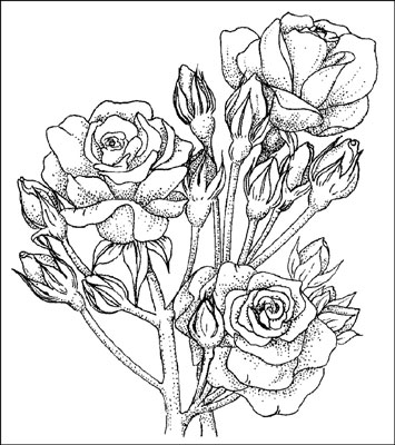 Choisir les roses Polyantha et Floribunda