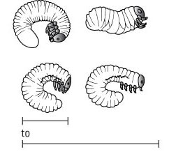 7 parasites de la pelouse et que faire à leur sujet