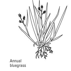 Comment identifier les mauvaises herbes communes de la pelouse