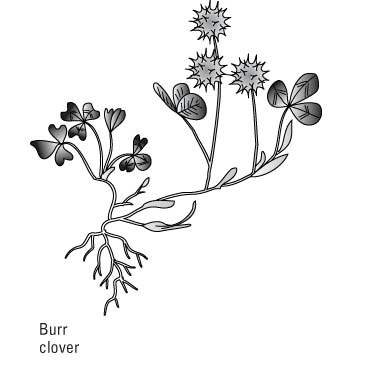 Comment identifier les mauvaises herbes communes de la pelouse