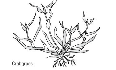 Comment identifier les mauvaises herbes communes de la pelouse