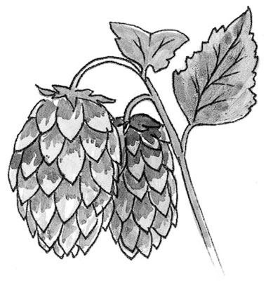 L'importance du houblon pour le brassage de la bière