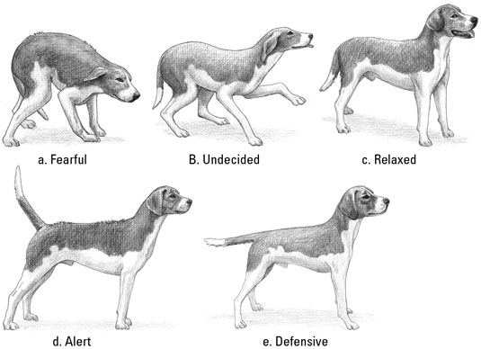 Comprendre le langage corporel de votre chiot