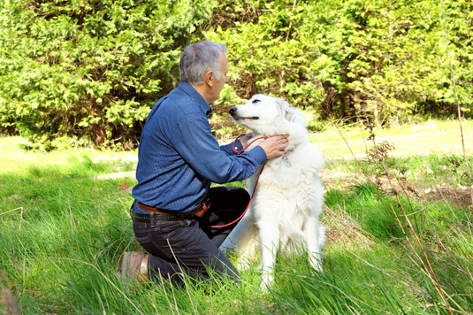 Comment mener une bonne séance d'entraînement avec votre chien