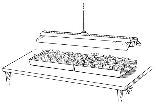 Comment faire pousser des semis pour l'agriculture urbaine