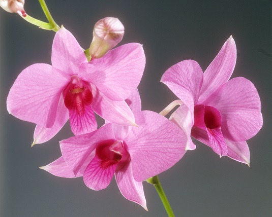 Comment prendre soin d'une orchidée