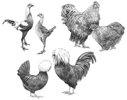 Afficher les races de poulets