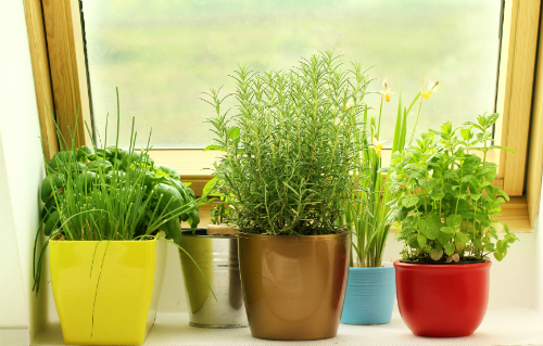 Comment faire pousser des herbes à l'intérieur