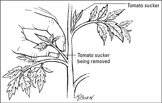 Comment faire pousser des tomates