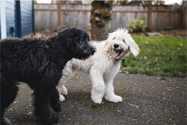 Explorer les avantages et les inconvénients des chiens de créateurs