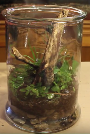 Comment faire un terrarium