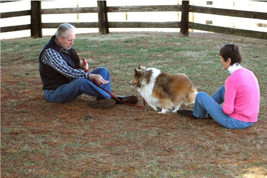 Une collection d'images du test Canine Good Citizen In A Day For aFamilyToday