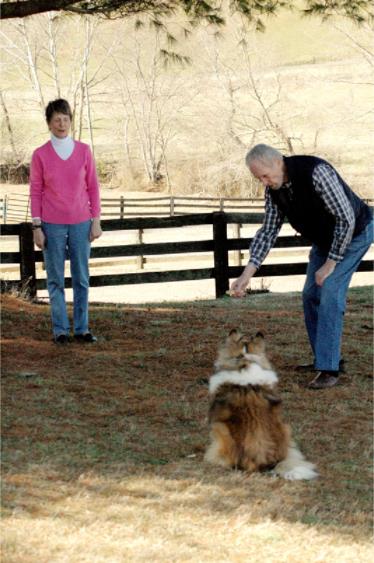 Une collection d'images du test Canine Good Citizen In A Day For aFamilyToday