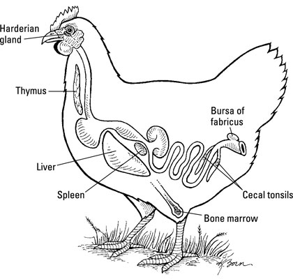 Les organes du système immunitaire d'un poulet