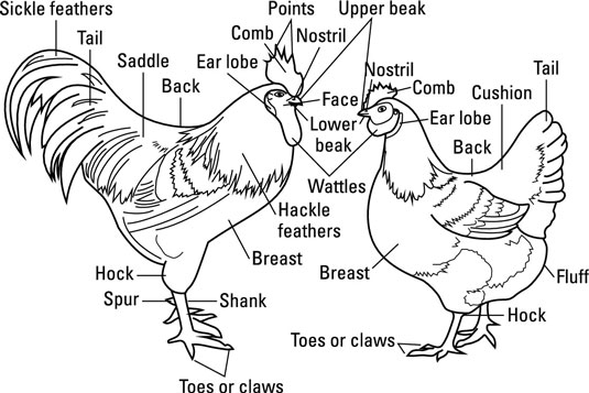 L'extérieur du poulet : yeux, oreilles, peau et plumes