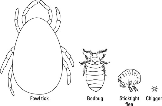 Parasites externes temporaires des poulets